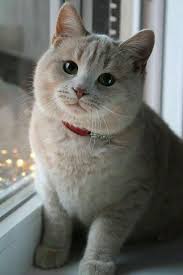 cute kitty cute cats dog cat pictures cats