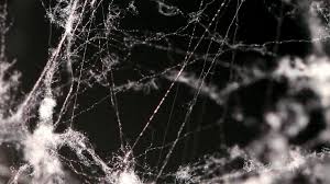 What do you need to make a spider web? Spider Silk Is Five Times Stronger Than Steel Now Scientists Know Why Science Aaas