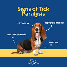 Image result for Tick Paralysis