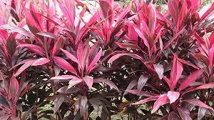 Image result for Cordyline