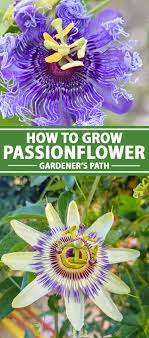 How To Grow And Care For Passionflower Gardener S Path In 2020 Passion Flower Passion Fruit Plant Passion Fruit Flower