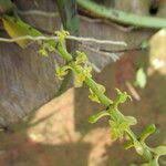 Image result for Chamaeangis