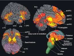Image result for Observed Affect