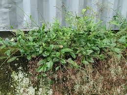 Image result for Talinum paniculatum