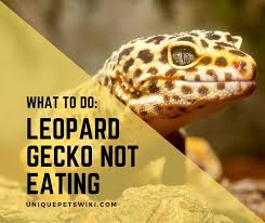 Maybe you would like to learn more about one of these? What To Do If Your Leopard Gecko Is Not Eating 13 Reasons