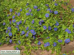 Image result for Lysimachia arvensis