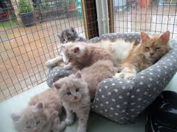 As their name suggests, maine coon cats are native to the pine tree state. Maine Coon X British Shorthair Kettering Northamptonshire Pets4homes