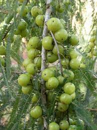 The green fruits of amla are also used in making pickles. Phyllanthus Emblica Tree 15 500 Seeds Medicinal Indian Gooseberry Edible Amla Fruit Emblic Myr In 2021 Medicinal Plants Medicinal Plants And Their Uses Fruit Garden