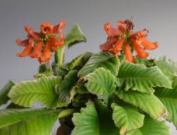 Image result for Scepocarpus