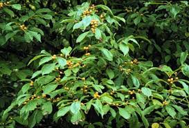Ilex Verticillata Common Winterberry Plant Database