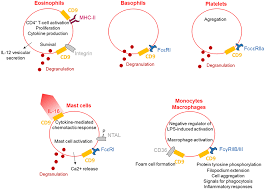 63 letras de cd9 por orden alfabético. Frontiers Cd9 Tetraspanin A New Pathway For The Regulation Of Inflammation Immunology