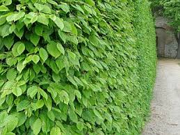 Image result for Živý plot z habru