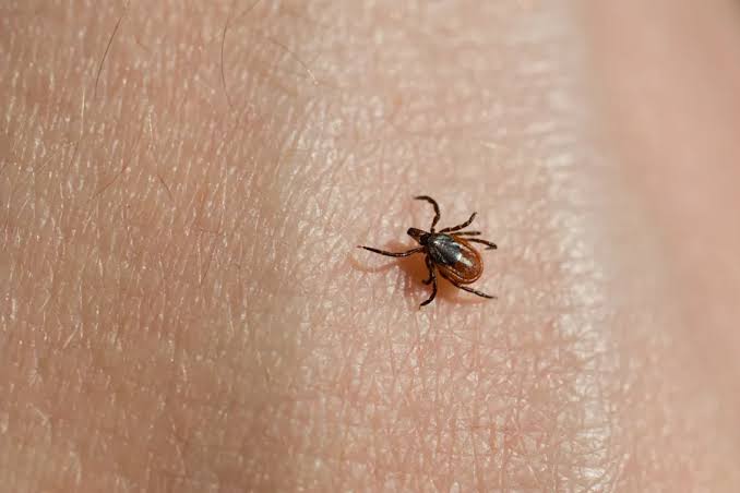 What To Do If You Find A Tick