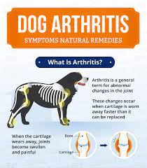 In dogs, bone cancer also can occur as a primary or metastatic disease, but in contrast to humans, the most common form of bone cancer seen in dogs in the u.s. Dog Arthritis Symptoms Natural Remedies Canna Pet