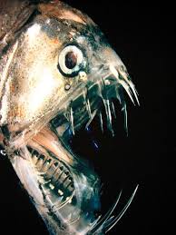 Deep Sea Fish Are Scary Deep Sea Creatures Sea Fish Scary Fish