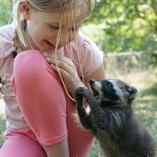 Funny how she runs off with hands full at the end. The Best Diet For A Pet Raccoon