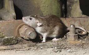 Check spelling or type a new query. Rodent Identification Prevention In Southeast Florida