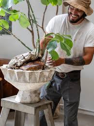 Image result for Pseudobombax