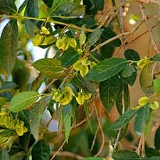 Image result for Combretum erythrophyllum