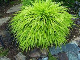Japanese Forest Grass Hakonechloa Macra Aureola One Of My Favorite Shade Plants Forms Perfect Mounds 2 Shade Plants Shade Garden Plants Japanese Forest