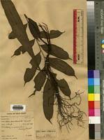 Image result for Lomariopsis guineensis