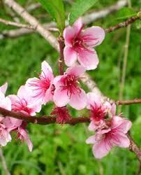 Image result for Prunus persica