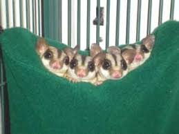Also works with reptiles and small animals. Followup On Grapes Sugar Glider Cages Build Or Buy Suncoast Sugar Gliders