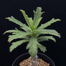 Image result for Monadenium torrei