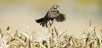 Maybe you would like to learn more about one of these? The Story Of The Most Common Bird In The World Science Smithsonian Magazine