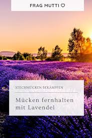 B) irgendwo bleiben, nicht weggehen. Mucken Fernhalten Mit Lavendel Frag Mutti Lavendel Mucken Fernhalten Naturliche Hausmittel