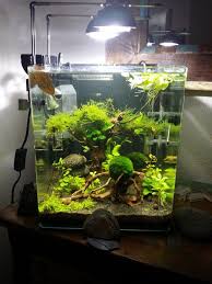 Aquascaping Galerie Aquascaping Forum Aquascaping Aquarium Einrichten Aquarien