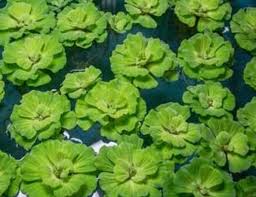 Image result for Pistia