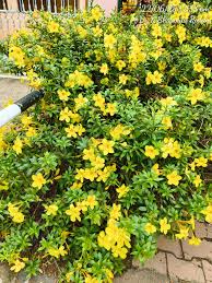 Image result for Allamanda cathartica