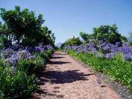 Sun loving flowers south africa. Flowering Perennials For Full Sun