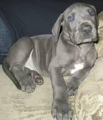 They are known to be devoted, responsive, and loving to their families. Blue Great Dane 8 Weeks Old For Sale In Pueblo Colorado Classified Americanlisted Com