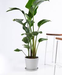 Bird Of Paradise Houseplant Bird Of Paradise Indoor Plants Birds Of Paradise Plant Birds Of Paradise