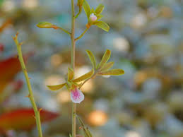 Image result for Eulophia ensata