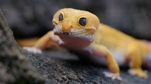 We did not find results for: Rare Photo Of A Smiling Gecko Lizard In Indonesia Cgtn