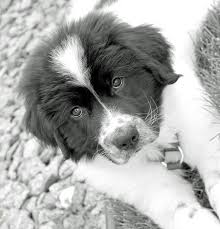 Black And White Great Pyrenees Dog Finnigan The Newfoundland Mix Puppy Breed Great Pyrenees Newfoundland Kittens And Puppies Puppies Puppy Breeds