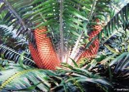 Image result for Encephalartos gratus