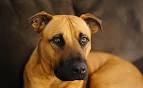 Black Mouth Cur Dog Breed Information and Pictures
