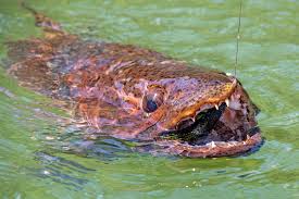 Image result for Faroa affinis