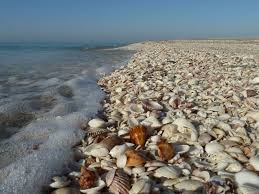 Cheap hotels in sanibel island. Captiva Shells Google Images Captiva Island Sanibel Island Florida Sanibel Island