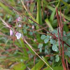 Image result for Grona adscendens