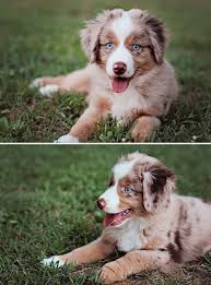 Dogs And Puppies Great Tips For Having A Well Behaved Dog You Can Find More Details By Visiting The Image Link Dogsandpuppies Aussie Puppies Puppies Pets