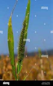 Image result for Setaria pumila