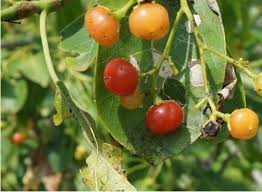 Image result for Hilsenbergia