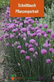 Schnittlauch Anzucht Pflege Und Verwendung Beetfreunde De Schnittlauch Pflanzen Pflanzen Schnittlauch