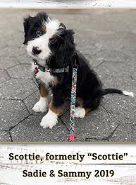 They are experts in breeding mini bernedoodle. Bernedoodle Walnut Valley Puppies