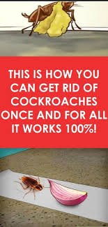 The best diy pest control tip for cockroaches is to identify them first. This Is How You Can Get Rid Of Cockroaches Once And For All It Works 100 Insect Spray Cockroaches Pest Control